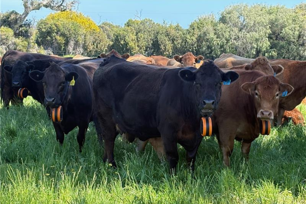 Virtual fencing in NSW Legislated