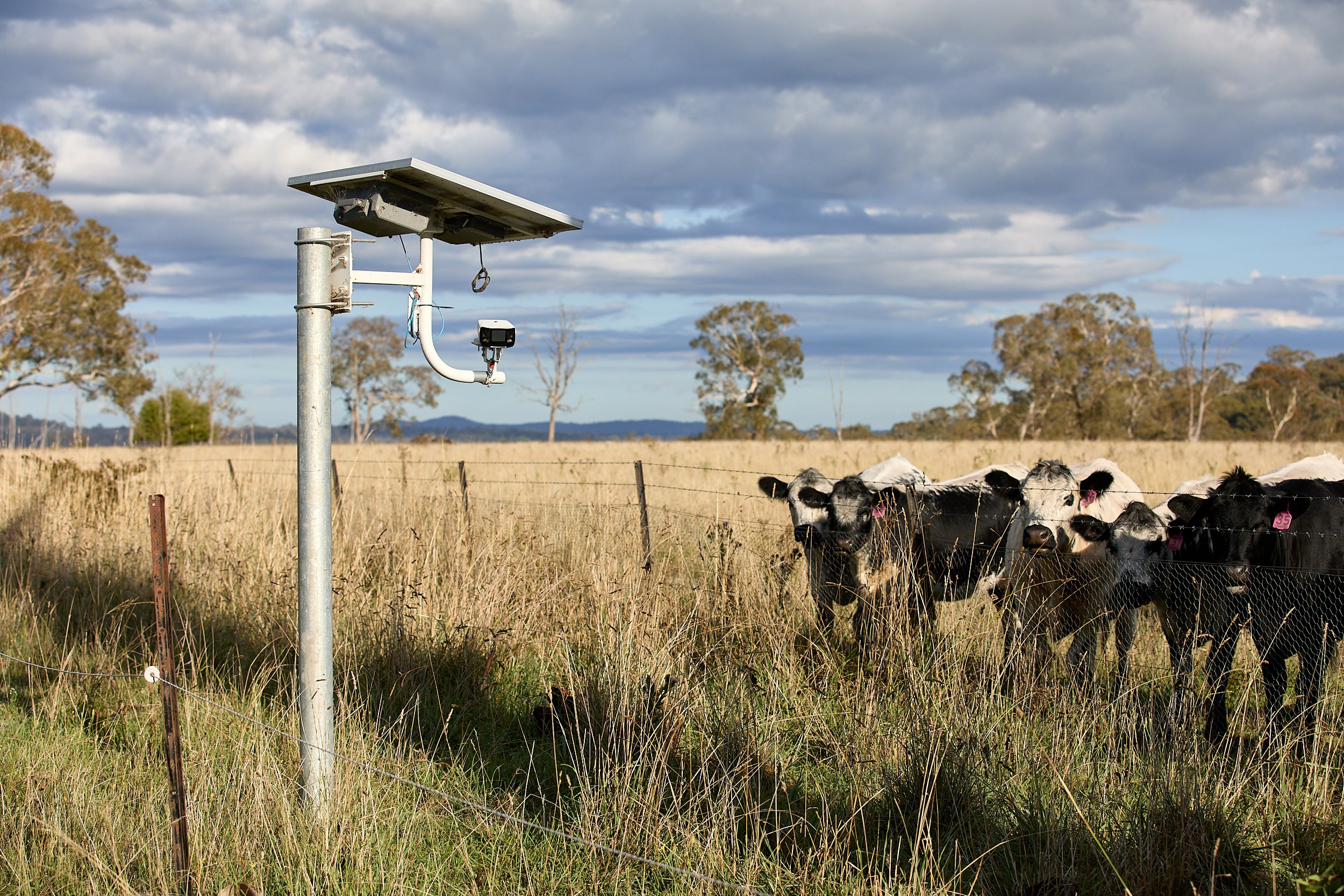 Livestock monitoring